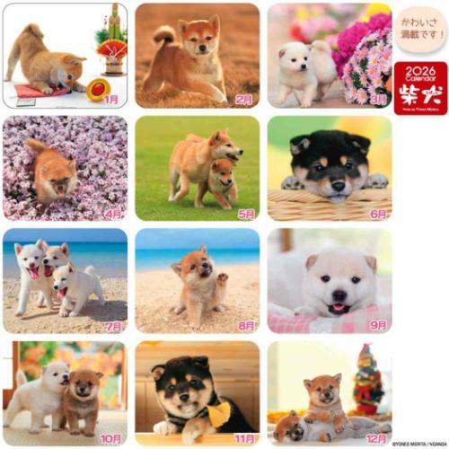 2026 Calendar 森田米雄 まるごと柴犬 卓上カレンダー2026年 スケジュール いぬ アクティブコーポレーション - 画像 (5)